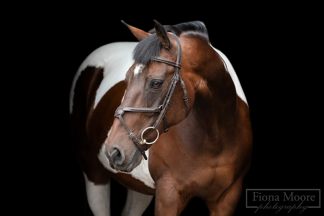 Portrait of a Skewbald mare on a black background by Staffordshire based Equine Photographer. Fiona Moore Photography