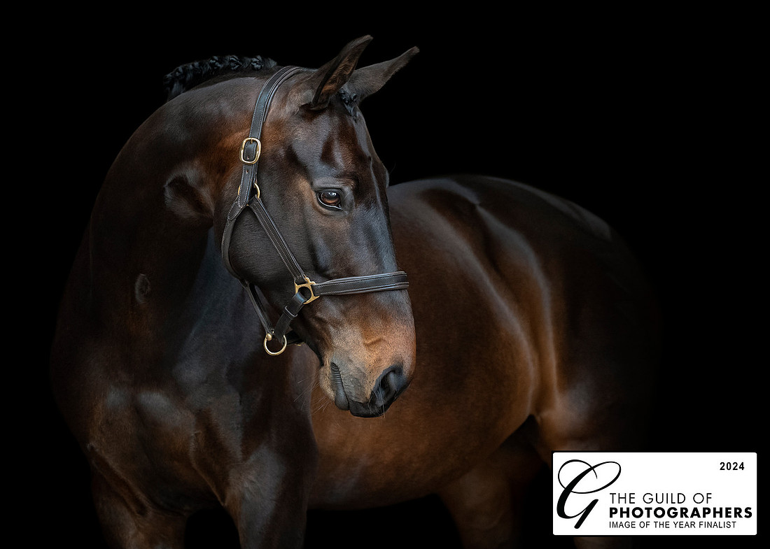 Black background portrait of a bay thoroughbred 'Star of the Stage' by West Midlands based Equine Photographer Fiona Moore Photography. Runner up of Equine Image of the year