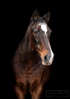 Why we Should Photograph our Horses