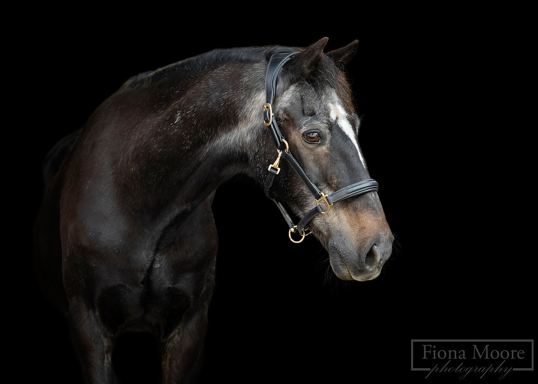 Equine Black Background portrait by Fiona Moore Photography - Veteran Horse - Welsh Pony 