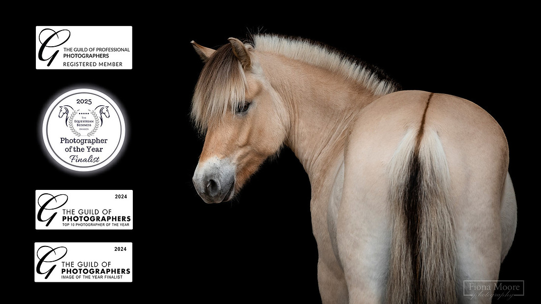 Equine Photography by Fiona Moore Photography - West Midlands - Fjord horse black background portrait - The Guild of Photographers - Equestrian Business Award