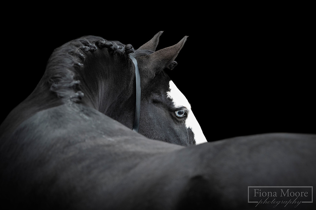Black Background Equine Portrait by West Midlands based Equestrian Photographer Fiona Moore Photography - Ponies - Horses - Summer