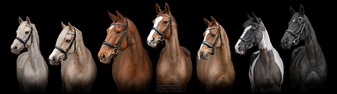 Becky Parsonage Equine - Fiona Moore Photography Sponsored Rider - Midlands based Equestrian Photographer - West Midlands - Staffordshire - Derbyshire - Cheshire - British Dressage - British Eventing