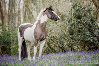 Woodland/bluebell slideshow