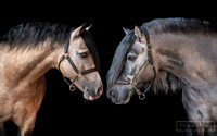Albert-Charlie-COMPOSITE