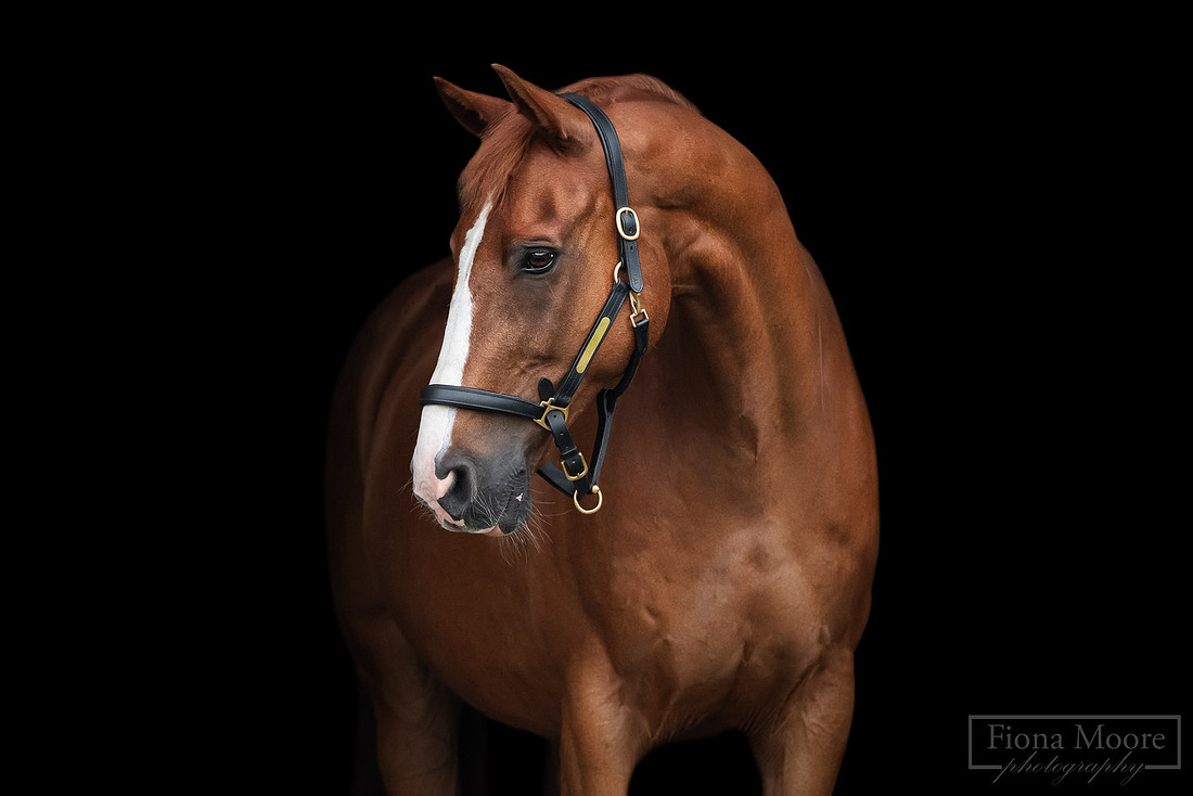 Black Background Equine Portrait by West Midlands based equestrian Photographer - Fiona Moore Photography
