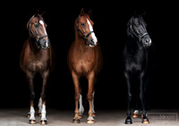 Cody-Whicket-Arlo_COMPOSITE2