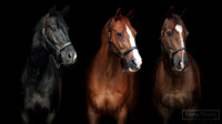 Cody-Whicket-Arlo_COMPOSITE1
