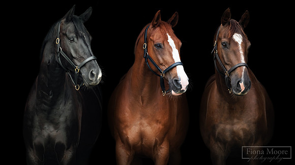 Cody-Whicket-Arlo_COMPOSITE1