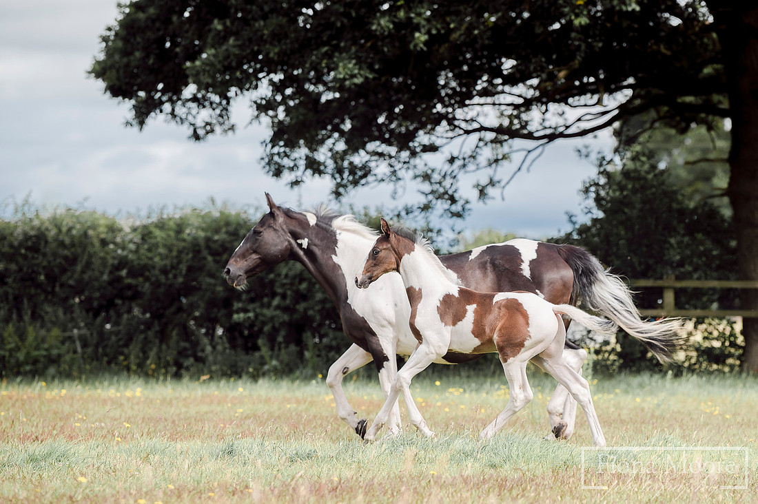 Equine foal Portrait by West Midlands based equestrian Photographer - Fiona Moore Photography