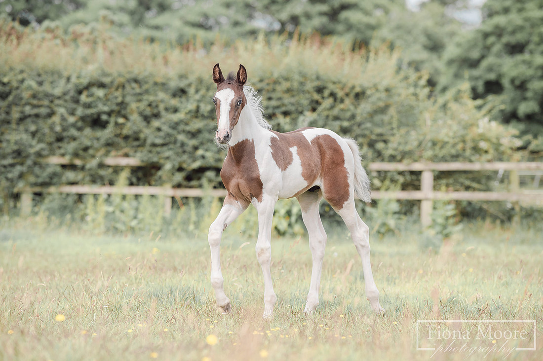 Equine foal Portrait by West Midlands based equestrian Photographer - Fiona Moore Photography