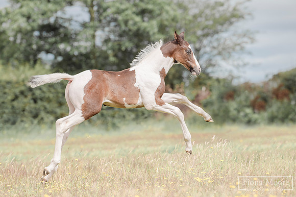 Equine Foal photograph by West midlands based equestrian photographer Fiona Moore Photography