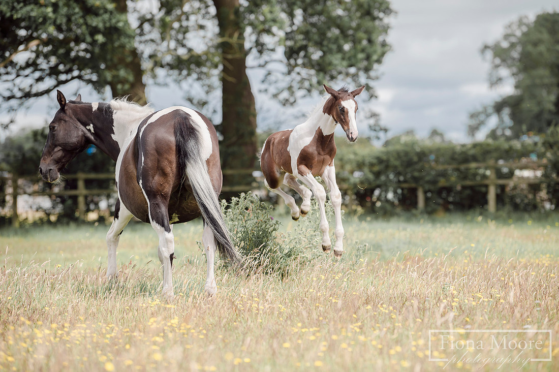 Equine foal Portrait by West Midlands based equestrian Photographer - Fiona Moore Photography