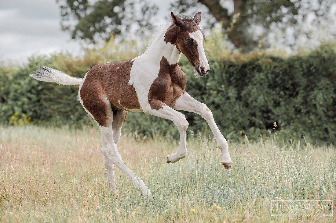 Equine foal Portrait by West Midlands based equestrian Photographer - Fiona Moore Photography