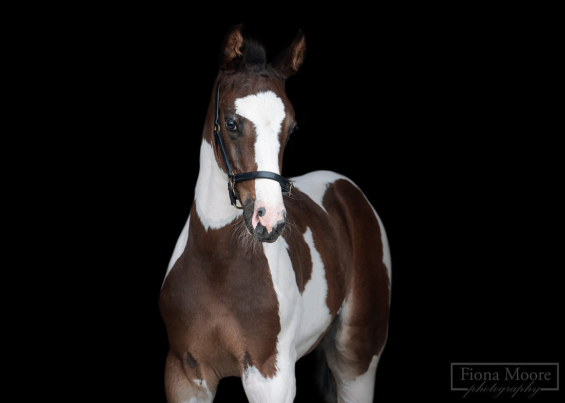  Black Background Equine foal Portrait by West Midlands based equestrian Photographer - Fiona Moore Photography