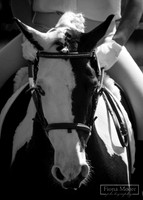 Watt Meadow Dressage Shows