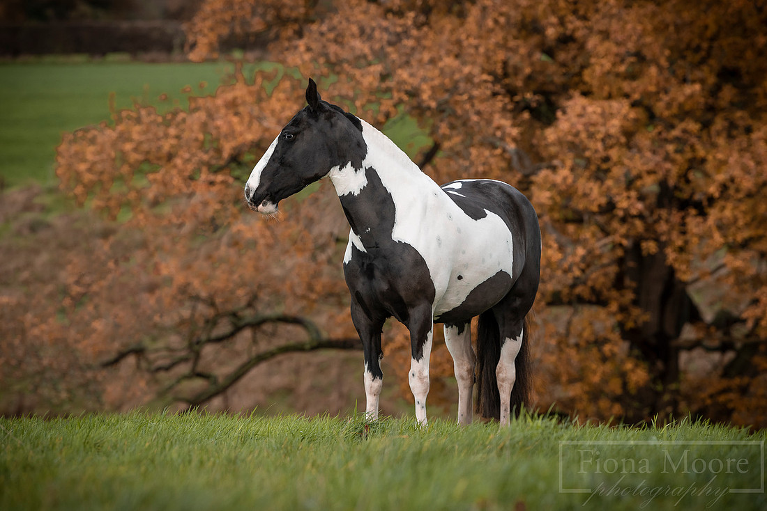 Equine portrait by equestrian photographer fiona moore photography - west midlands - Autumn photoshoot - golden leaves - cosy jumpers - October September Winter