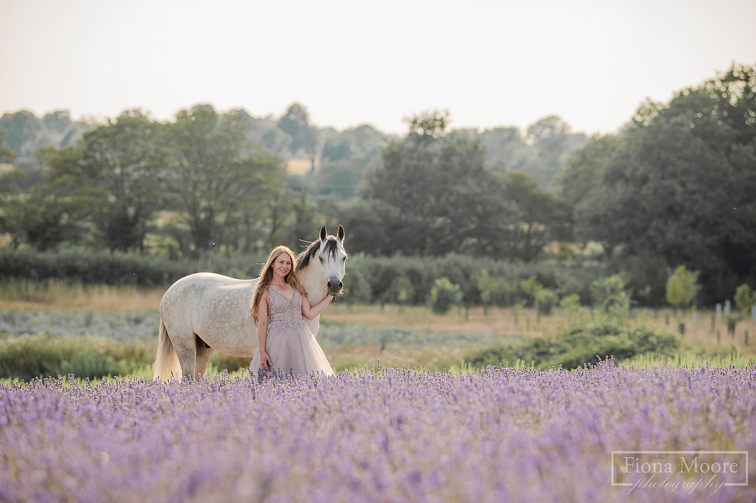 Equine Photography by Staffordshire based photography; Fiona Moore Photography, lavender field, pony, grey welsh b, photoshoot, portrait
