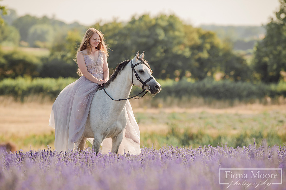 Equine Photography by Staffordshire based photography; Fiona Moore Photography, lavender field, pony, grey welsh b, photoshoot, portrait