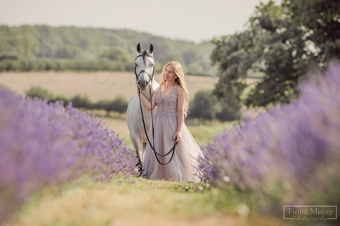 Equine Photography by Staffordshire based photography; Fiona Moore Photography, lavender field, pony, grey welsh b, photoshoot, portrait