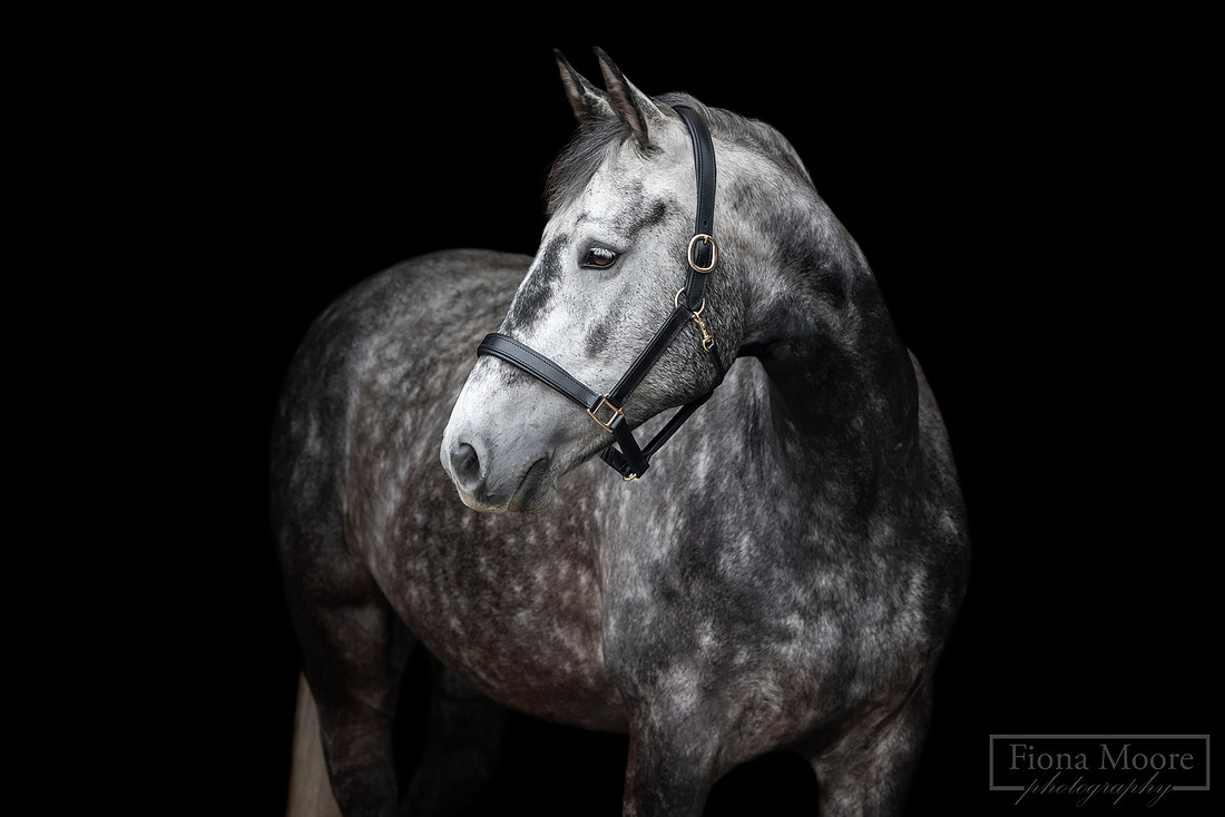 Equine portrait by equestrian photographer fiona moore photography - west midlands - grey horse