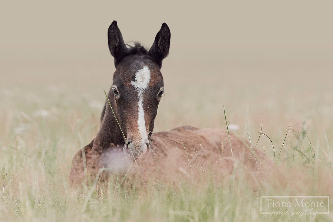 Equine portrait by equestrian photographer fiona moore photography - west midlands - foal photoshoot