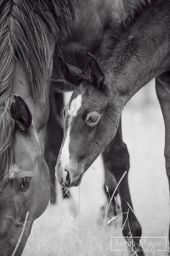 Equine portrait by equestrian photographer fiona moore photography - west midlands - foal photoshoot