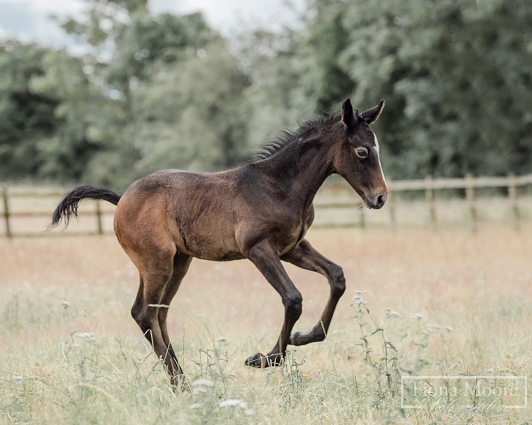 Equine portrait by equestrian photographer fiona moore photography - west midlands - foal photoshoot