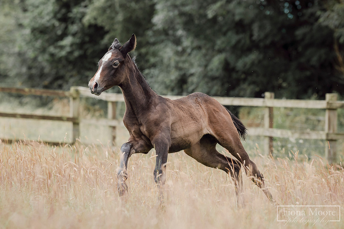 Equine portrait by equestrian photographer fiona moore photography - west midlands - foal photoshoot