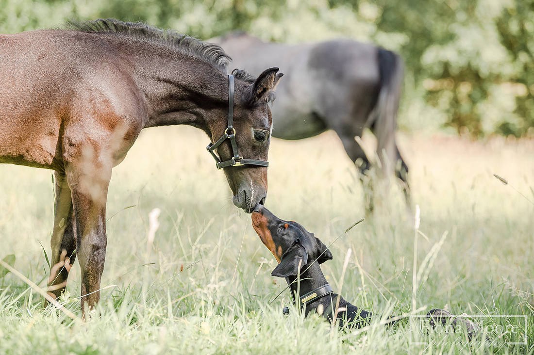 Equine Portrait by Photographer Fiona Moore Photography based in the West Midlands - Horse Portraiture