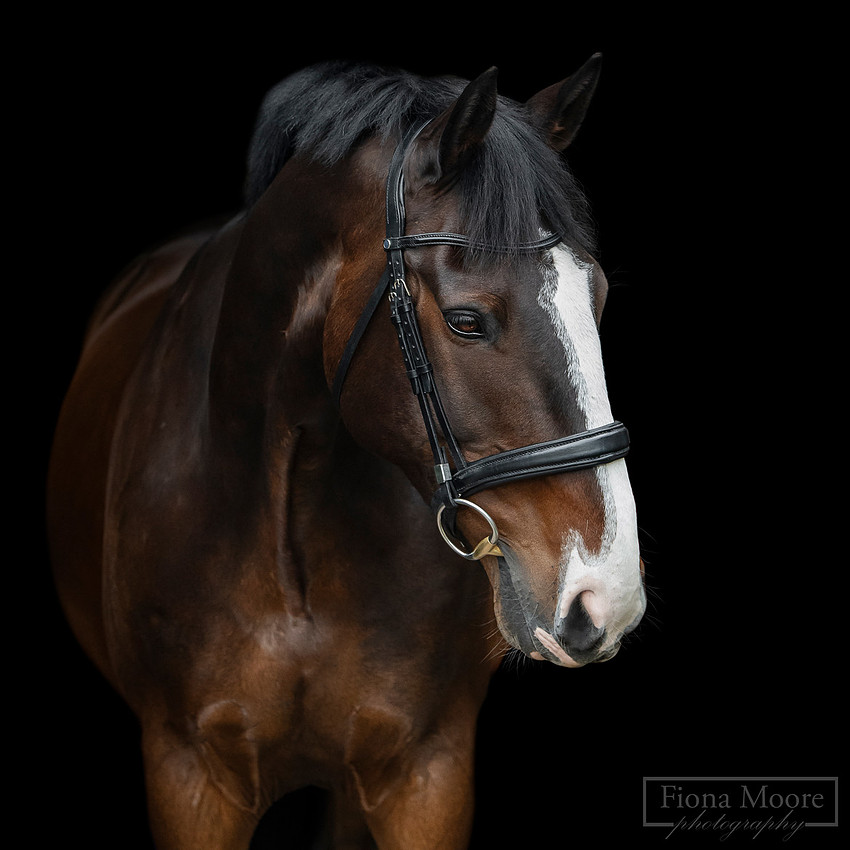Equine Portrait by Photographer Fiona Moore Photography based in the West Midlands - Horse Portraiture