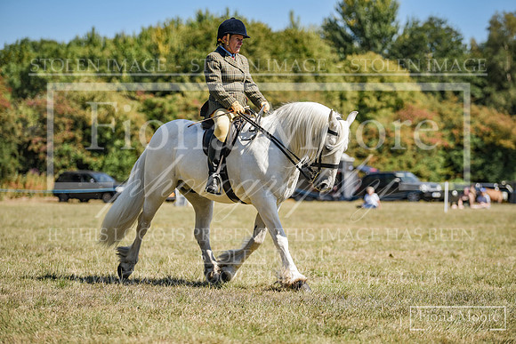 DSC_0378
