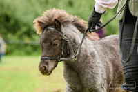 In-Hand Classes