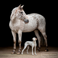 Mika_Monty-COMPOSITE4