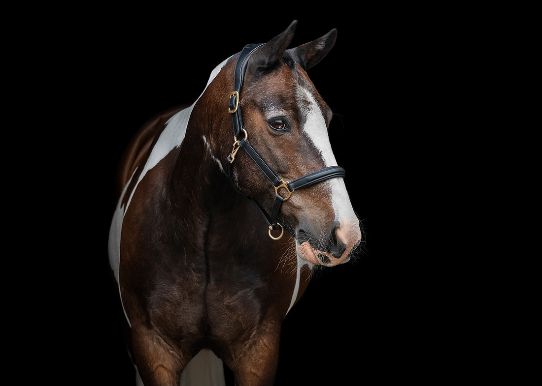 Portrait of a Skewbald cob horse by Staffordshire based Equine Photographer, Fiona Moore Photography