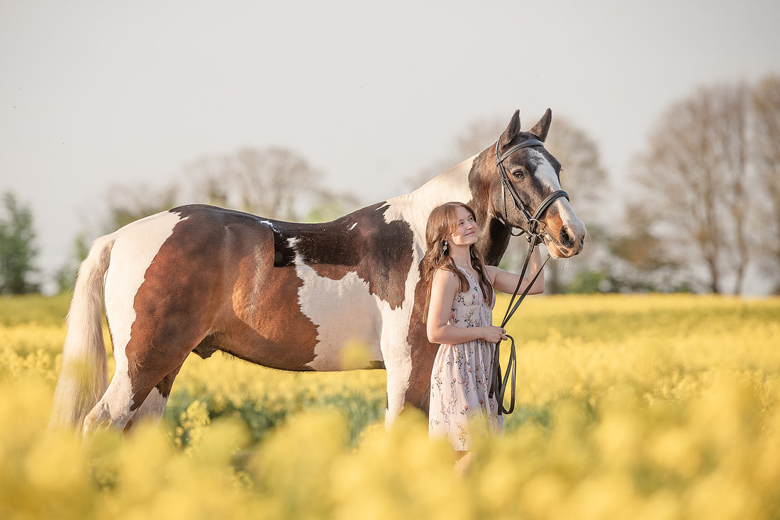 Skewbald Horse in rapeseed field - Fiona Moore Photography Equine Portraiture