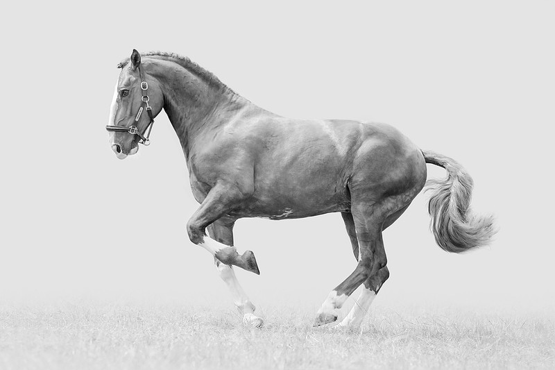Fiona Moore Photography in Staffordshire