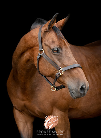 DSC_0668_BRONZE